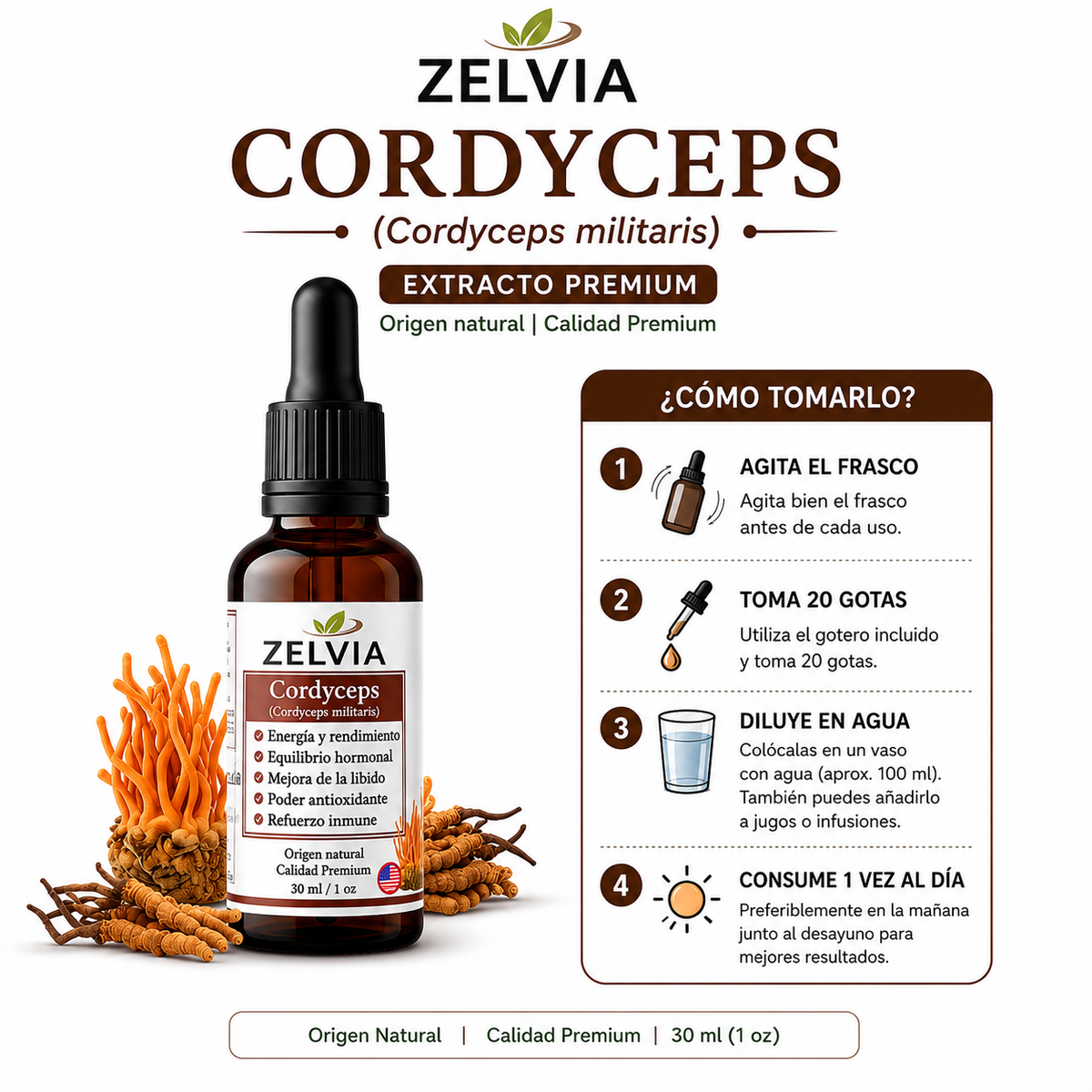 Extracto Cordyceps Militaris 30ml Cordyceps militaris – imagen 2